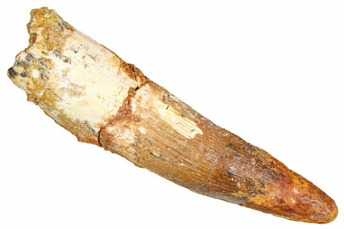 Bargain, Fossil Spinosaurus Tooth - Restored Tip #381005